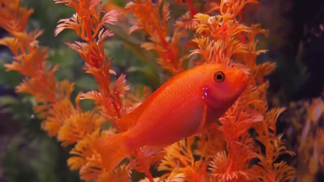 Freshwater aquarium fish. Full hd