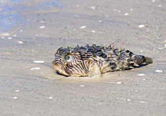 Dead Puffer Fish (Tetraodontidae) laying on a sandy beach after a storm on the Gulf of Mexico in St. Pete Beach, Florida