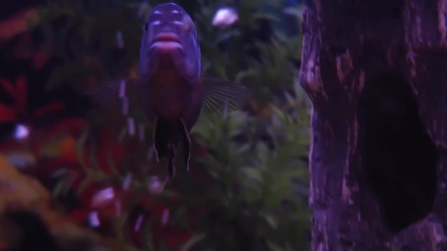 Freshwater aquarium fish. Full hd