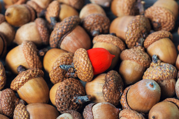 colorful acorn against of ordinary acorns abstract vision be different, unique personality or...