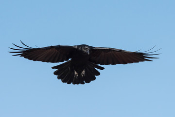 Carrion Crow, Crow, Corvus Corone