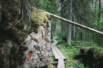 Pfad in den grünen Wäldern Finnlands