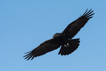 Carrion Crow, Crow, Corvus Corone