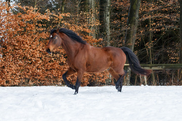 Naklejka premium Pferd im Schnee