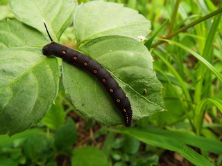 セスジスズメの幼虫 black larva