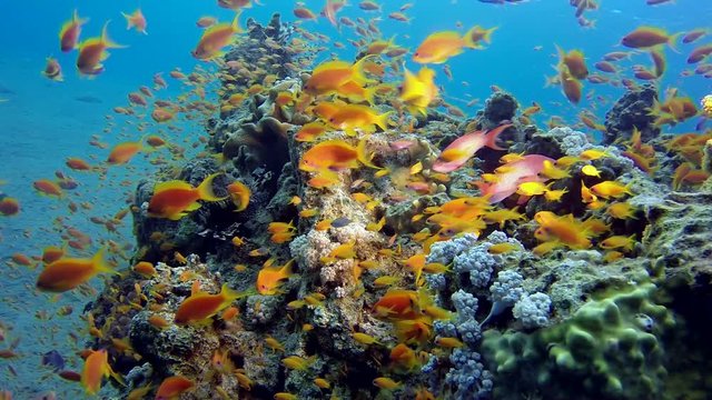 Underwater Colorful Seascape. Picture of colorful fishes scalefin anthias and corals in the tropical reef of the Red Sea, Dahab, Egypt.