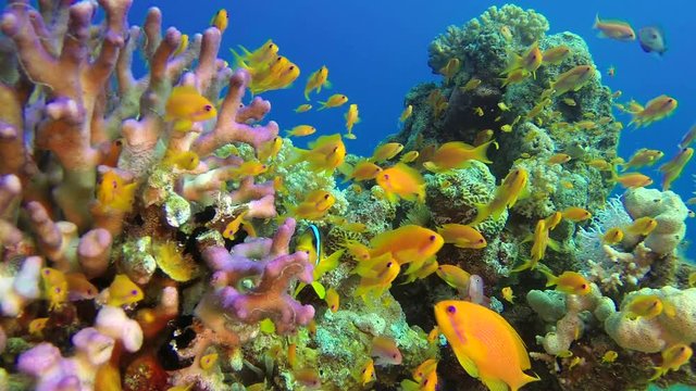 Underwater Colorful Scene and Clownfish. Picture of colorful fishes scalefin anthias and corals in the tropical reef of the Red Sea, Dahab, Egypt.