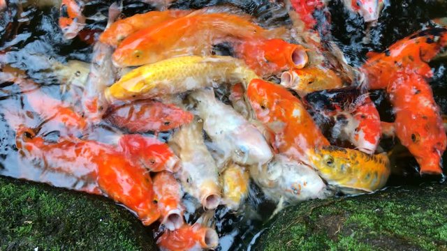 Koi, Fancy Carp fish are swimming and waiting to be fed