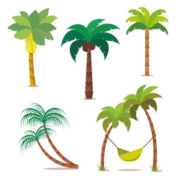 Palm set. Tropical trees for your design or project. Isolated on white background. Vector, illustration EPS10.
