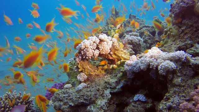 Colorful Underwater Seascape. Picture of colorful fishes scalefin anthias and corals in the tropical reef of the Red Sea, Dahab, Egypt.