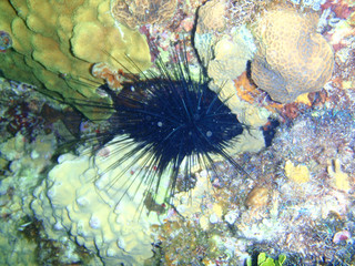 A Long-Spined Urchin (Diadema antillarum) in a coral reef near Cozumel, Mexico.