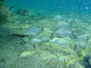 A school of French Grunts (Haemulon flavolineatum) moving along a man made reef in Cozumel, Mexico