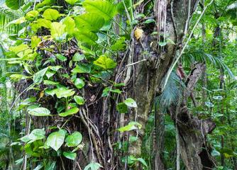 Fototapeta premium Floresta atlântica.
