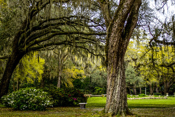 Southern Park with Live Oaks and Spanish Moss