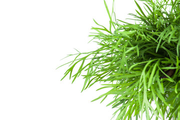 Fresh dill isolated on white background