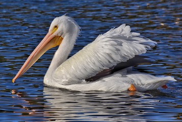 White Pelican
