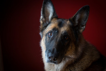 Head tilt on German Shepherd dog in front of red background