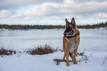 German Shepherd posing in front of frozen lake