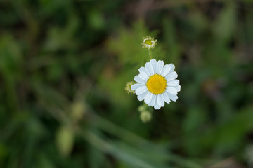 Wild chamomile on fresh green grass bokeh background.