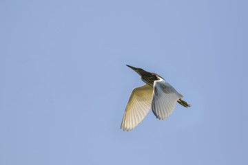 Image of egret flying in the sky. Heron. Wild Animals.