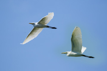 Image of egret flying in the sky. Heron. Wild Animals.