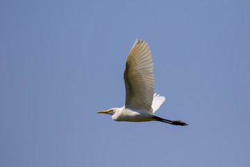 Image of egret flying in the sky. Heron. Wild Animals.