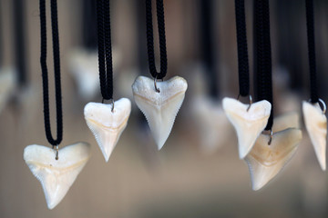 shark teeth nacklace