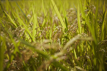 agriculture, asian, background, bread, cuisine, ear, field, fields, food, harvest, healthy, icon, japanese, label, natural, nature, organic, pattern, plant, product, ribbon, rice, rural, seamless, 