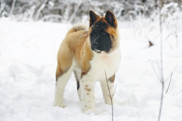 American Akita puppy staying on a snow in winter forest