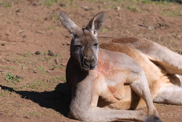 Fototapeta premium mammal