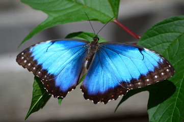 Common Morpho Butterfly