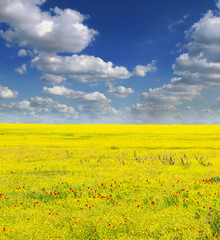 Obraz premium field of rapeseed with beautiful cloud - plant for green energy
