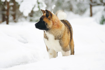 American Akita puppy staying on a snow in winter forest