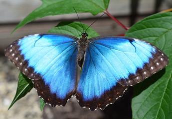 Blue Morpho Butterfly