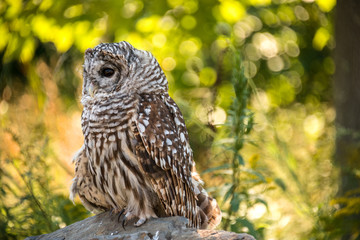 Owl