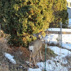 Deer on snow covered ground