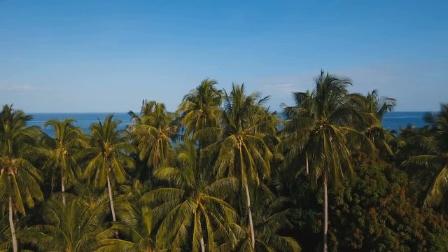 Tropical landscape with the sea and palm trees against a blue sky. Philippines, Camiguin. 4K video. Aerial footage.