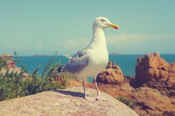 Vintage photo of seagull on the coast of the Atlantic ocean.