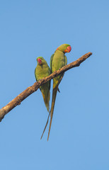 Beautiful parrot Bird, Alexandrine Parakeet perched on a tree branch