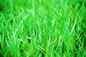 Fresh green grass close up