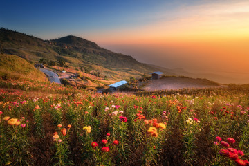 Beautiful view of Phu Tub Berk hill with flower field in morning in sun light in morning. Phu Hin Rong Kla National Park in Thailand.