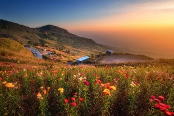 Photo sur Plexiglas Colline Beautiful view of Phu Tub Berk hill with flower field in morning in sun light in morning. Phu Hin Rong Kla National Park in Thailand.
