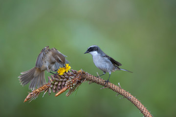 Beautiful bird , Grey Bushchat perched on a tree branch, male and female 