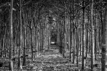 Line of rubber plantation from the south of Thailand 