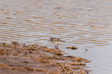 Adult Kentish Plover Water Bird