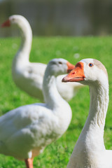 Contrast colors between ducks and urban life
