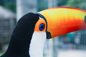 Colors of the Brazilian toucan © Alessandro.PortFolio