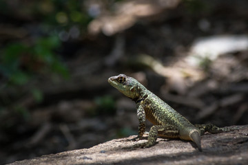 Vertebrates have backbones
