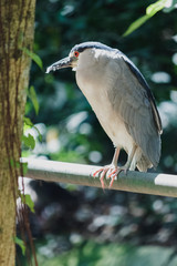 Bird exposed to sunlight