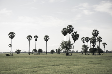 Palm tree and rice field 